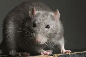 被老鼠咬的人不死都要脱一层皮，这话并非迷信，我亲身经历告诉你图片