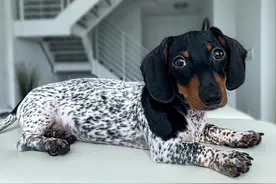 一只皮肤像奶牛的可爱的腊肠狗图片