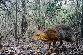 灭绝30年的生物在越南重现，为什么野生华南虎至今没被发现？图片