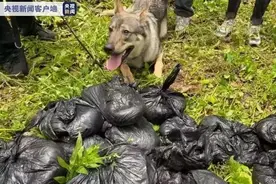 警犬立大功！飓风嗅出56.35公斤毒品！砂糖发现百香果藏有冰毒图片