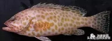 本港海鲜和外港区别 2026年本港海鲜和外港区别大吗