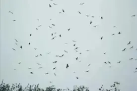 啥兆头？千只黑乌鸦南京高空盘旋……图片