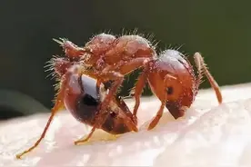 全球百大入侵物种红火蚁已传播至我国多个省市，你的家乡中招了没图片