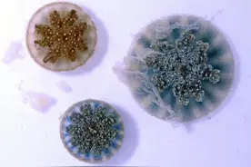 海水会扎人？那是水母在扔“手榴弹”图片