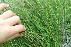 节节草是什么？坚持用它泡脚有什么好处？抽空了解下吧图片