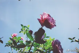 妻子急着上卫生间，丈夫点开妻子的语音聊天记录，7年婚姻结束了图片