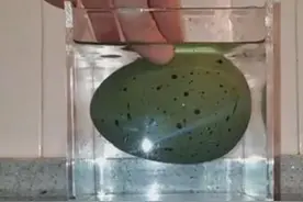 男子网购一颗恐龙蛋，放入水中，孵出来的东西让他笑喷！图片