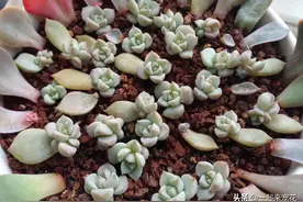 秋天叶插多肉植物，掌握4个要点，出芽快长新叶，成活率90%以上图片
