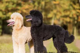 巨型贵宾犬，为什么少人养？是因为养不起吗？图片