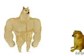 那只活在表情包里的柴犬doge，现在又进化了？图片