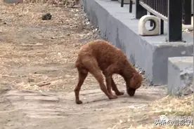 5月1日起，遛狗不牵绳或不佩戴犬牌将涉嫌违法图片