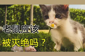 老鼠应该被灭绝吗？如果鼠类彻底消失了，会对人类有什么影响图片