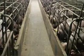 在牧原的三个月，说一下我进厂时的经历图片