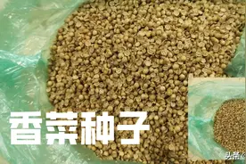 种植香菜，5点经验，香菜苗齐苗壮长得好图片