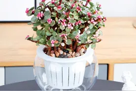 雅乐之舞观赏价值高，养护简单又耐旱，夏天养一盆只能赏花图片