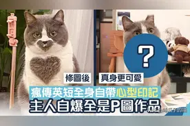 英国短毛猫全身长心型图案，其实是P图，网民：P不P都爱呀图片