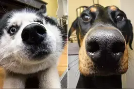 狗狗“鼻子”的5个秘密，你知道几个呢？图片