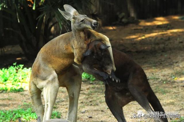 “高质量”求爱大作战，果然画风清奇