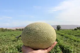 甜度值在16度的新疆哈密瓜，连接近瓜皮的白瓤都特别好吃图片