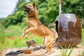 为何最好不要吃狗肉？一家7口吃狗肉中毒险丧命，狗肉来源成关键图片