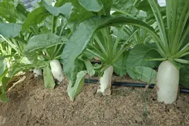 我在非洲打工，每天都吃白菜鸡蛋，很多人喜欢种菜图片