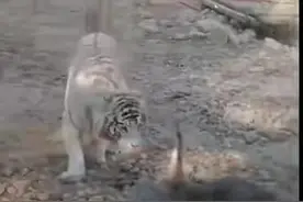 村口的“鹅霸”出没，没想到老虎居然都“怂了”图片