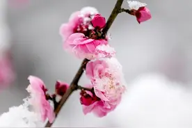 如何拍雪景？专业摄影师奉上7个技巧，轻松拍雪景照片图片