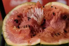 球类运动的速度王者，时速可达493公里，羽毛球击碎西瓜你也可以图片