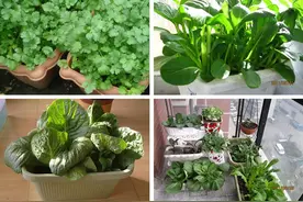 11种“耐寒”绿叶菜，适合现在种，0度冻不死，好看好吃又省钱图片