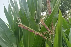 老农常说，玉米打了头，劲大似如牛，是真的吗？玉米去头能增产？图片