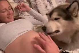 女子怀了宝宝之后，连丈夫也不被允许靠近，狗子也太霸道了吧？图片