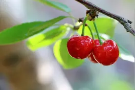 樱桃贮藏与保鲜图片