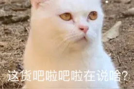 一组关于小猫咪的表情包图片