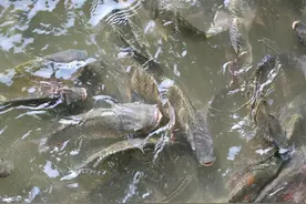 我国泛滥成灾，被称垃圾鱼，吃粪便就能活，臭水沟能见到图片