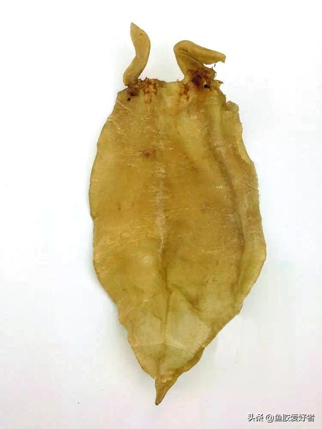 小北海花胶好吗 2026年小北海鱼胶一斤多少钱