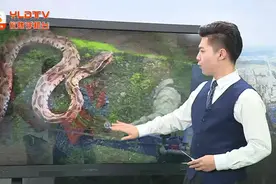 炎炎夏季　警惕“蛇出没”图片