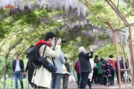 成都 紫藤长廊踏春行图片
