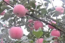 果树为啥要疏枝和抹芽，各有什么作用？图片