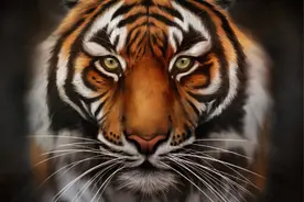 东北虎全力攻击：普通人拿把匕首，能打赢野生成年东北虎吗？图片