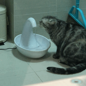 试用了一款猫用饮水机，还有一款猫用空气净味器图片