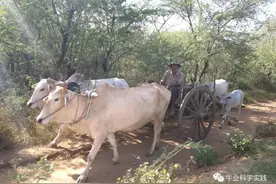 数万头走私活牛滞留中缅边境——缅北地区活牛价格暴跌至5元/斤图片