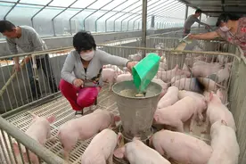 继养猪亏损后，肉鸡、蛋鸡、活羊全亏损，养殖业“寒冬”来了？图片