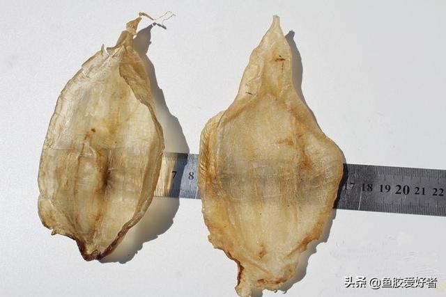 鱼胶是每天吃还是多久吃 2026年鱼胶要每天吃吗?