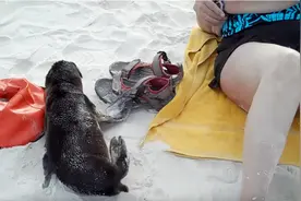 这只海狮每天都来鱼摊蹭吃蹭喝，不给鱼就不走，太萌了！视频封面