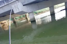 广州钓鱼人河道钓起“7斤巨型罗非鱼”，称：溜鱼时心砰砰直跳图片