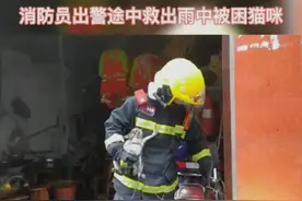 好暖！四川资阳消防员出警时救下雨中被困猫咪图片