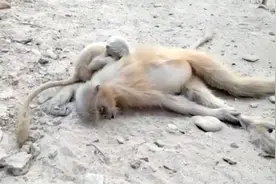 感人一幕！母猴不幸触电身亡，悲伤小猴依偎在旁不愿离去图片