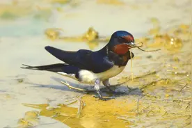 有人说燕子知道谁家穷，谁家富，来了能不能赶走，是不是真的？图片