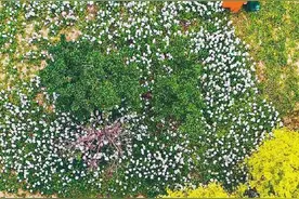 沈阳的花海，太美了！图片