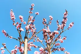 航天城里百花香 | 西昌的“桃花源”，花开成景花落成诗图片